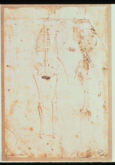 Two Studies of a Hanging Skeleton by Leonardo da Vinci